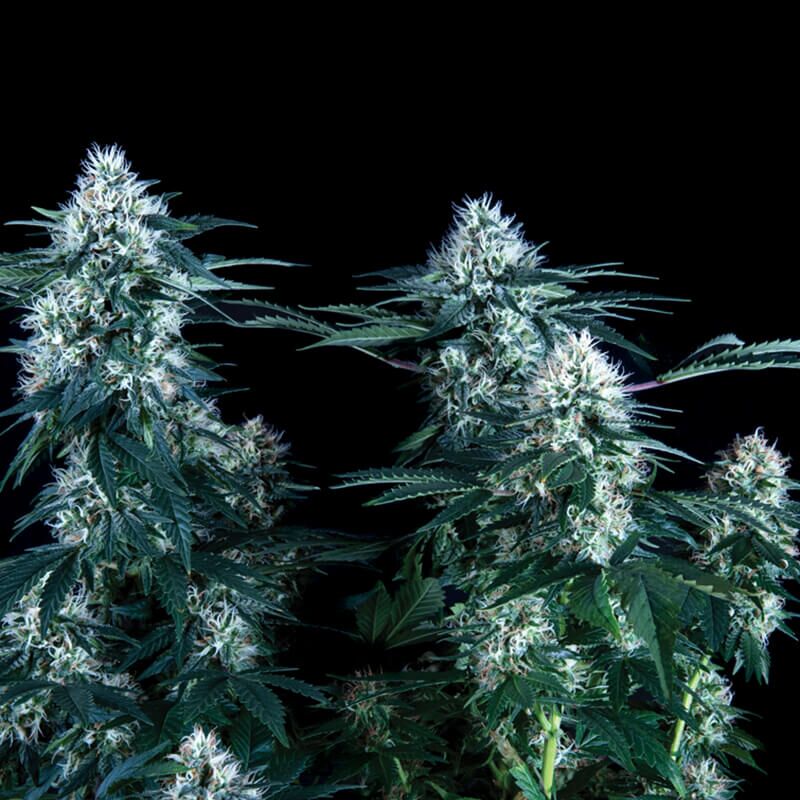 Critical Plus Fast, Фасовка: 5+1
